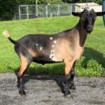 Goats@Grace Hill Vinny Gambini 08-26 PC Grace Hill Farm