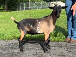 Goats@Grace Hill Vinny Gambini 08-26 PC Grace Hill Farm