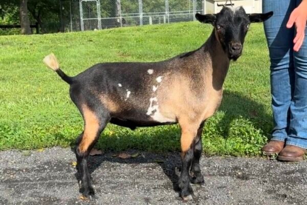 Goats@Grace Hill Vinny Gambini 08-26 PC Grace Hill Farm
