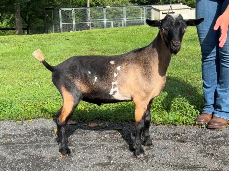 Goats@Grace Hill Vinny Gambini 08-26 PC Grace Hill Farm