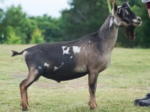 Old Mountain Farm Azure Elk PC NC Fairytale