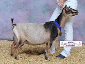 GCH Wood Bridge Farm Scarlet Rose 1*M VEVE 90 pc: Agape's Prize GCH Wood Bridge Farm Scarlet Rose 1*M VEVE 90 pc: Agape's Prize
